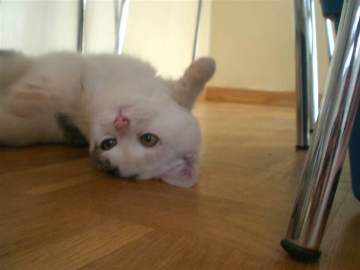 Huskat Karla billede 3