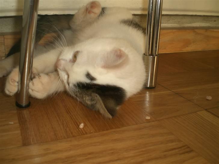 Huskat Karla billede 4