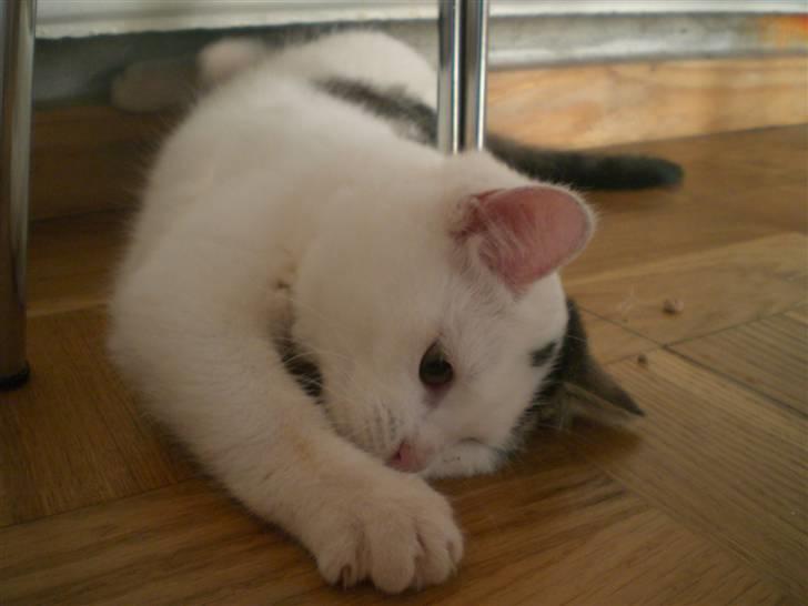 Huskat Karla billede 5