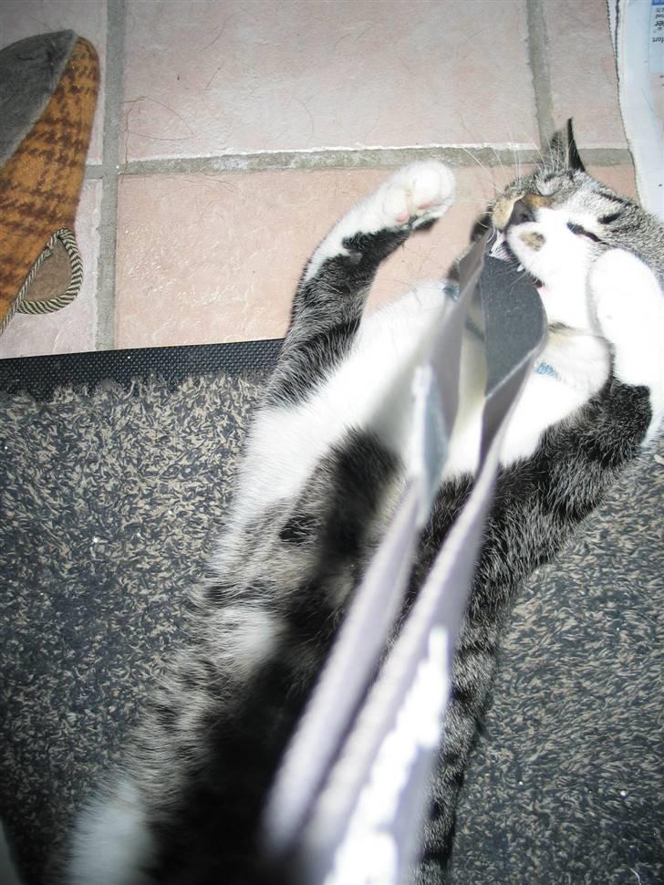 Huskat Simon billede 14