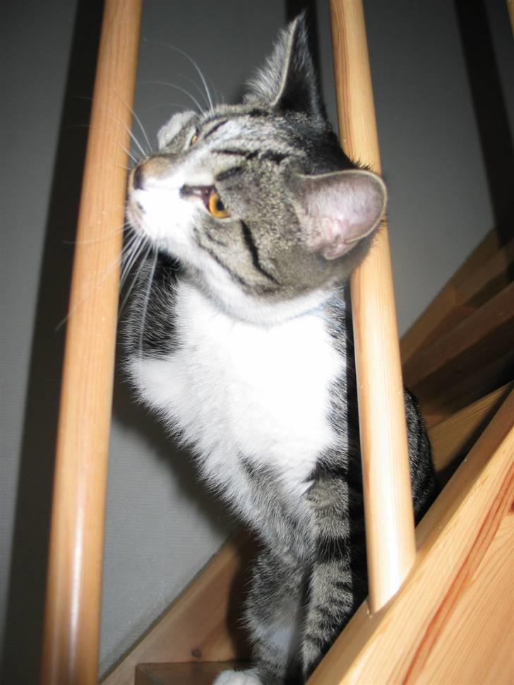 Huskat Simon billede 15