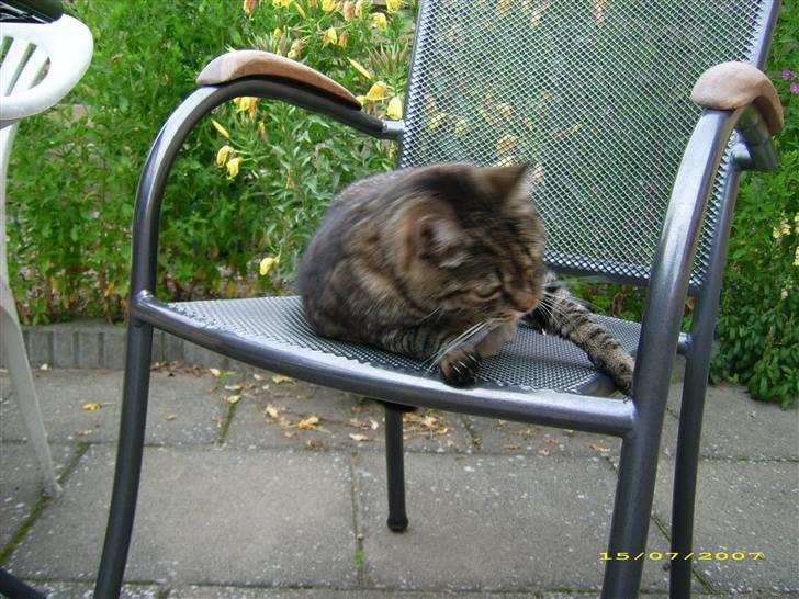 Huskat Mille billede 1