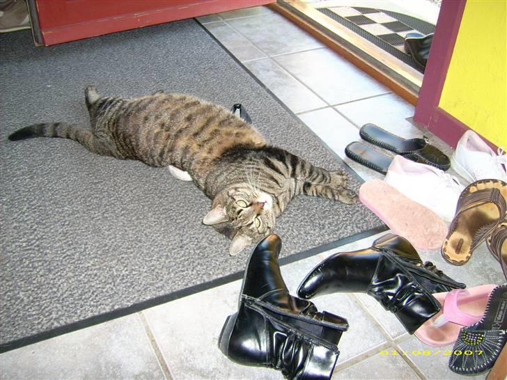 Huskat Mille billede 2