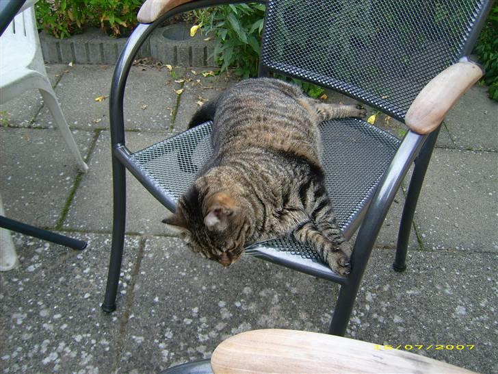 Huskat Mille billede 3