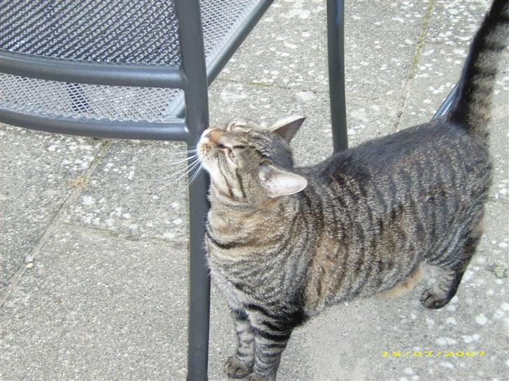 Huskat Mille billede 4