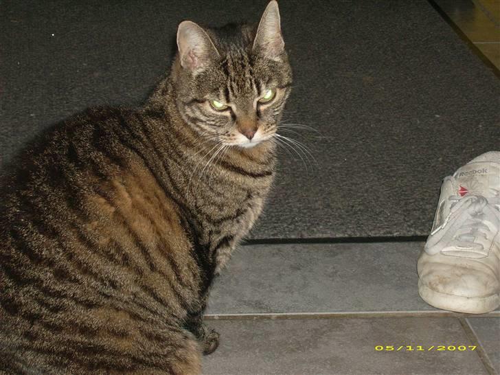 Huskat Mille billede 5