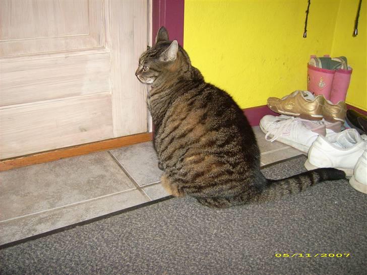 Huskat Mille billede 6