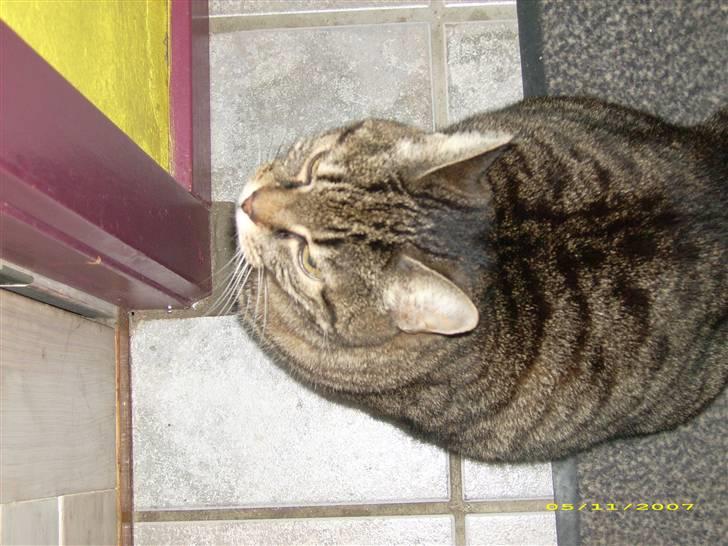 Huskat Mille billede 7