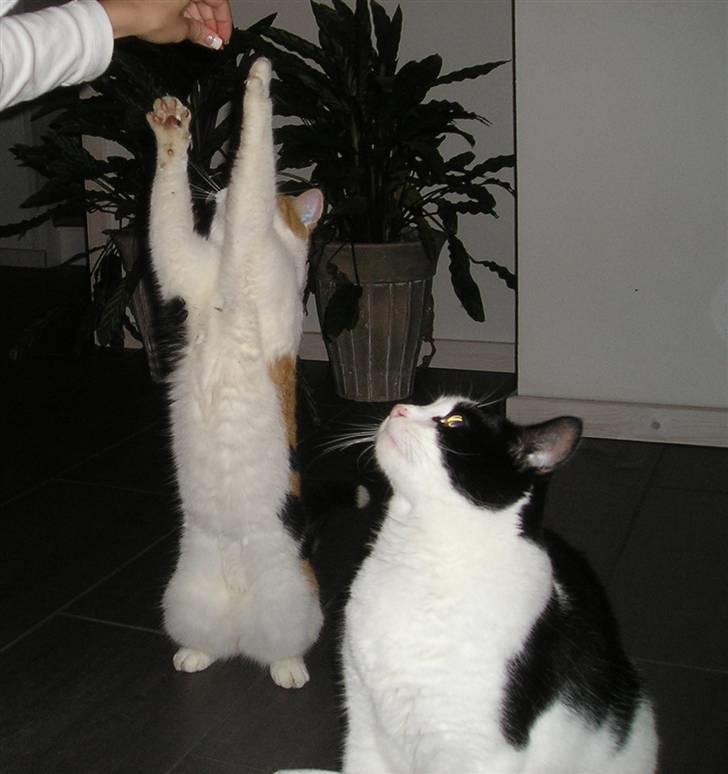 Huskat Putte - gad vide om det smager godt det hun har der.... billede 7