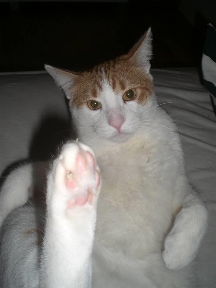 Huskat Speedy billede 11