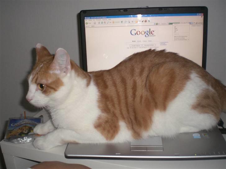 Huskat Speedy - Er du færdig på computeren nu mor? billede 12