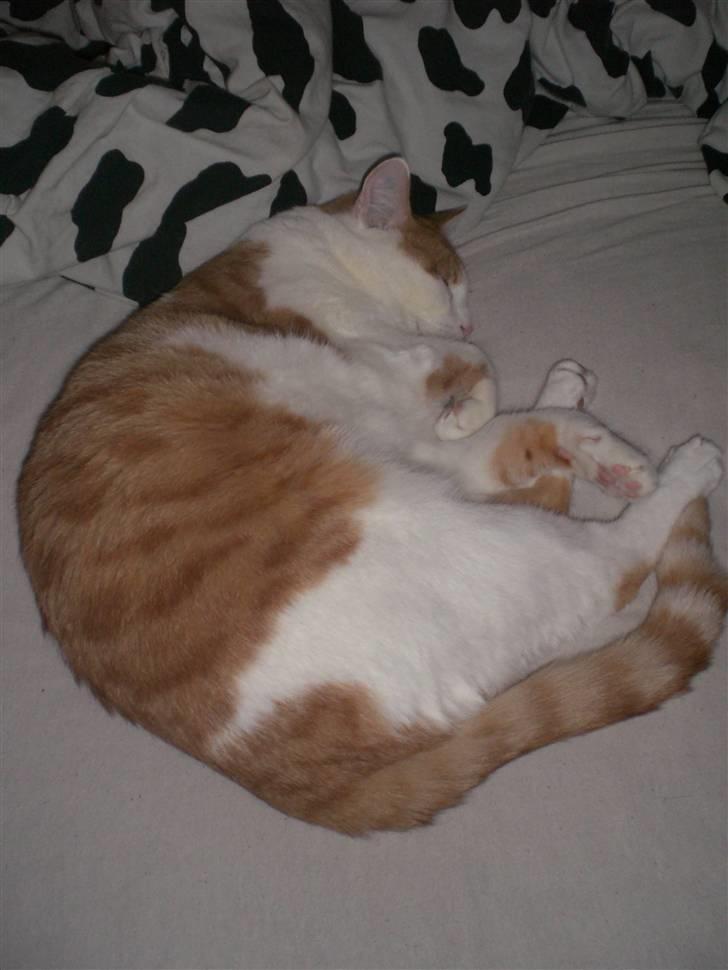 Huskat Speedy billede 13