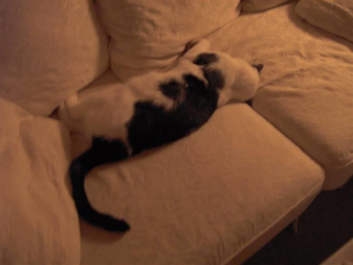 Huskat Clark - Drømmer lige om nogle lækre hunkatte.. billede 5