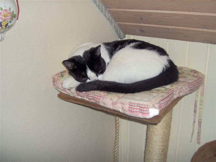 Huskat Clark - Den pude er nu lidt tøset, men dejlig blød og vædet ind i baldriandråber.. billede 6