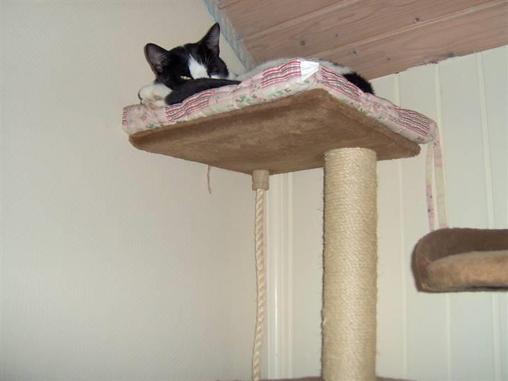 Huskat Clark - Ligger lige på min udkigspost.. billede 7