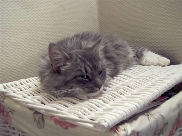 Blanding af racer Norsk Skovkat Trille - Er meget træt efter at jeg har leget hele dagen med min far.. billede 6