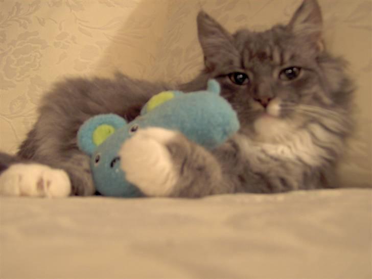 Blanding af racer Norsk Skovkat Trille - Tutter er min bedste ven.. Og han dufter dejligt af Catnip.. :) billede 7