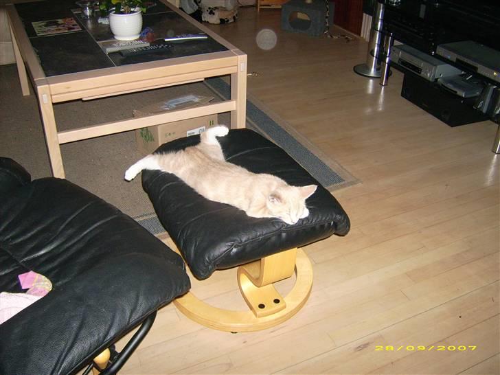 Huskat Sofus billede 1