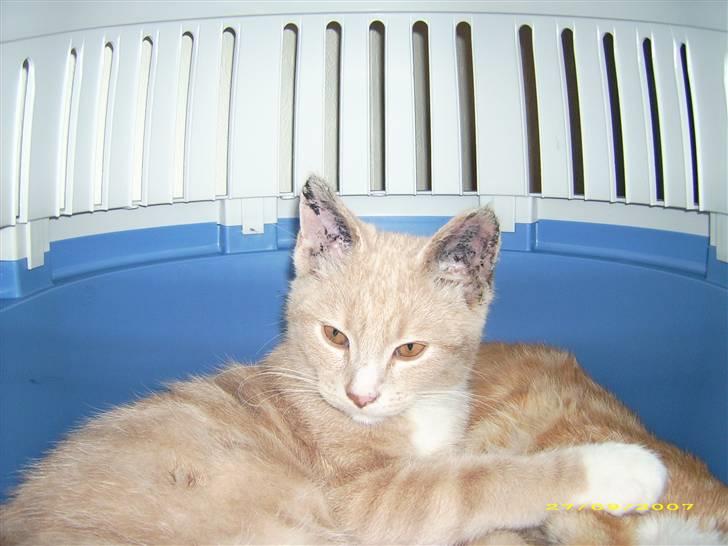 Huskat Sofus billede 3