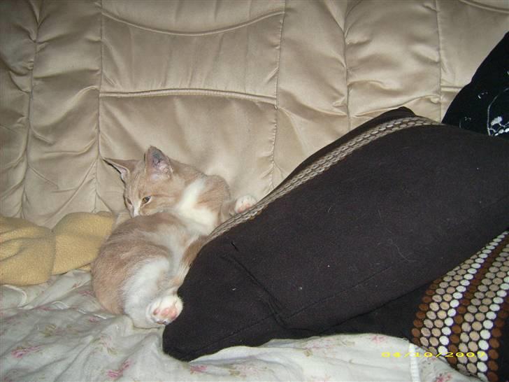 Huskat Sofus billede 5