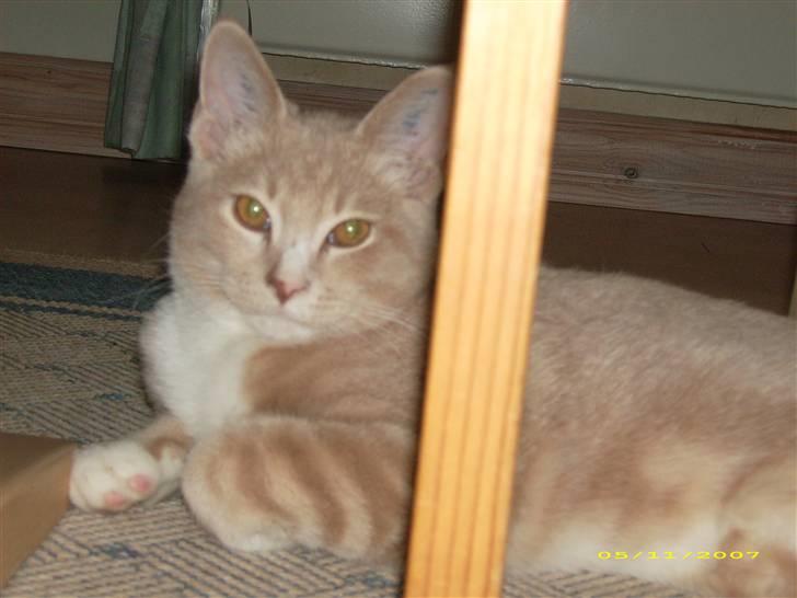 Huskat Sofus billede 6