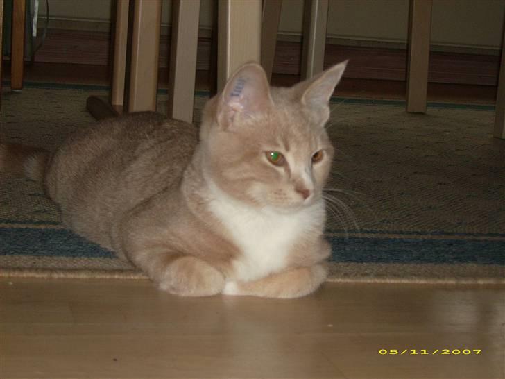 Huskat Sofus billede 7