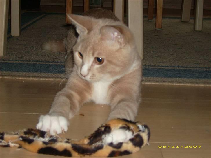 Huskat Sofus billede 8