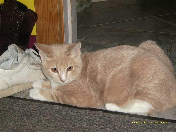 Huskat Sofus billede 9