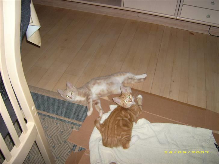 Huskat Sofus billede 10