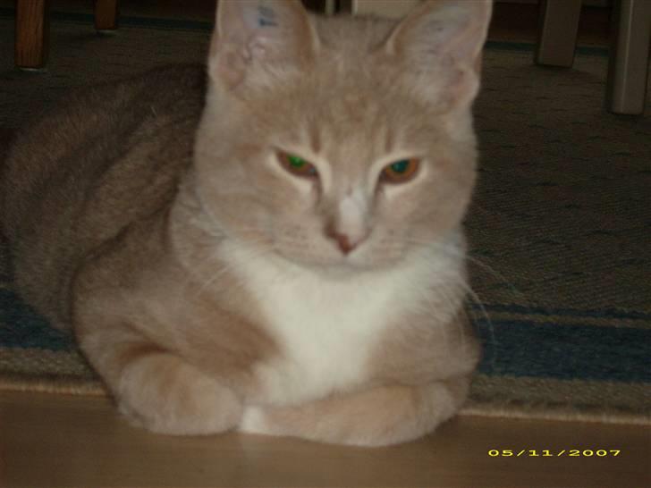 Huskat Sofus billede 11