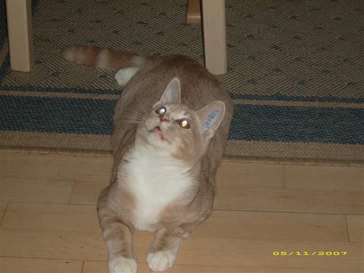 Huskat Sofus billede 12