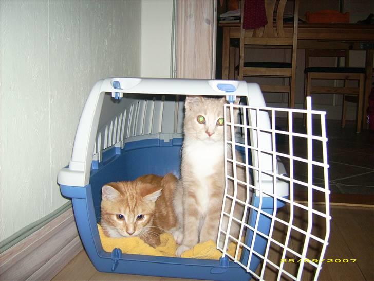 Huskat Sofus billede 13