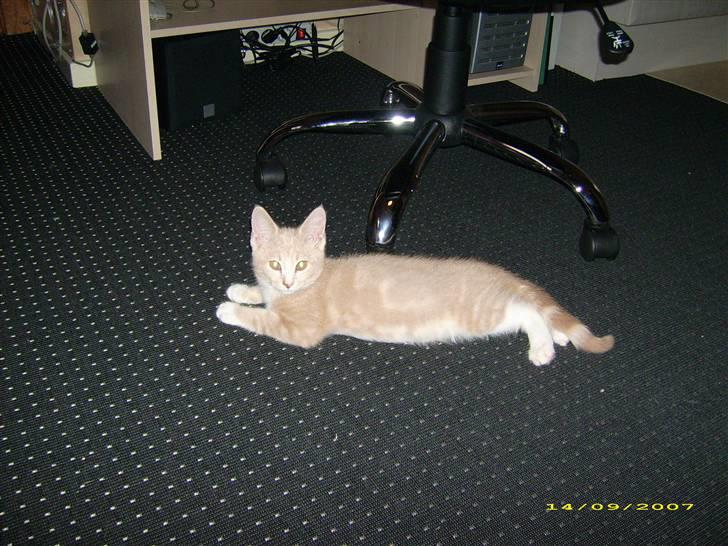 Huskat Sofus billede 14