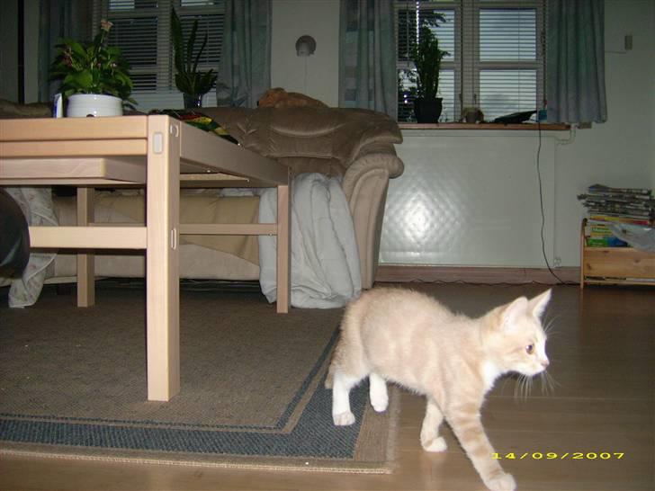 Huskat Sofus billede 15