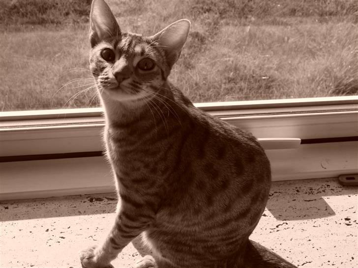 Ocicat Cassiopeia (kaldet Peia) billede 1