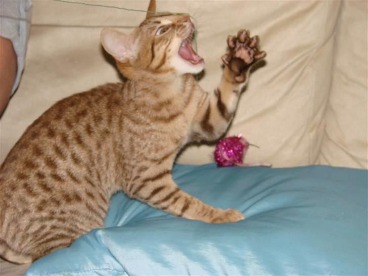 Ocicat Cassiopeia (kaldet Peia) billede 2