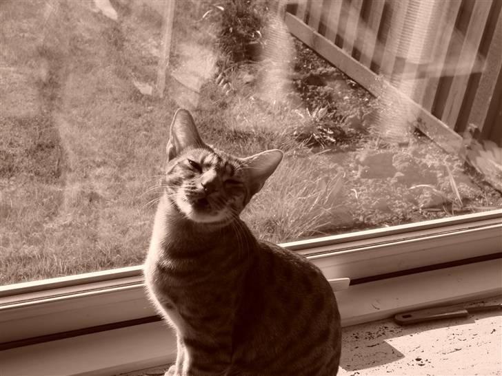 Ocicat Cassiopeia (kaldet Peia) billede 4