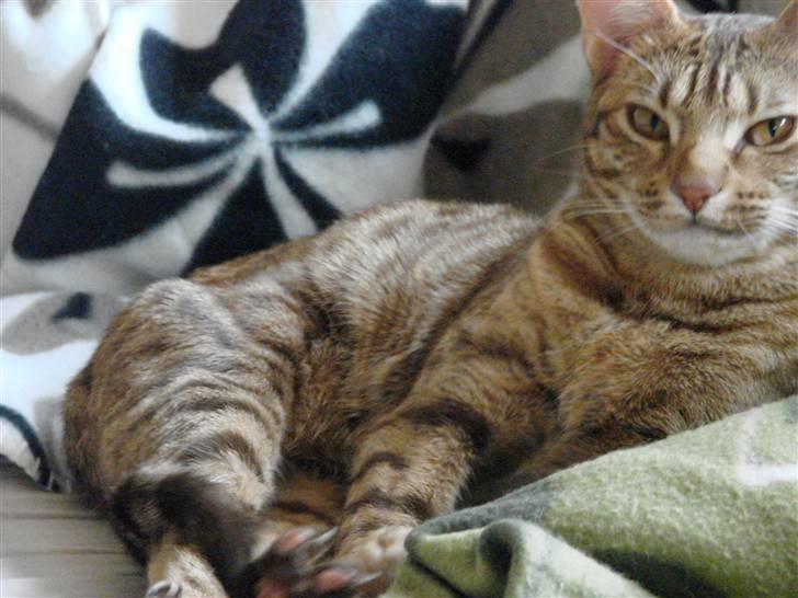 Ocicat Cassiopeia (kaldet Peia) billede 5