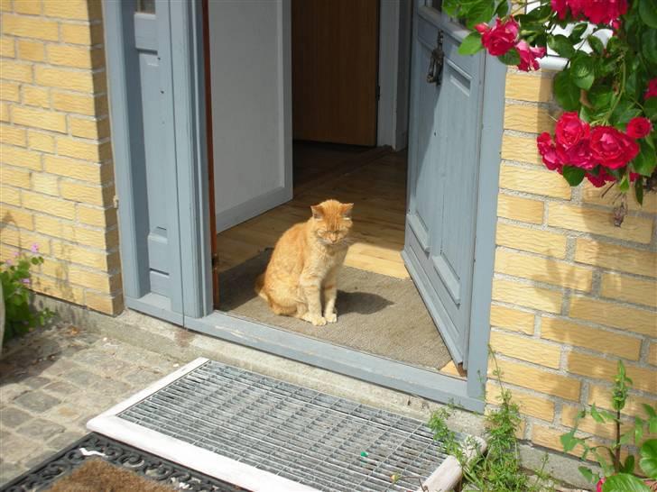 Huskat Puma - Velkommen.. Til Puma´s profil billede 1