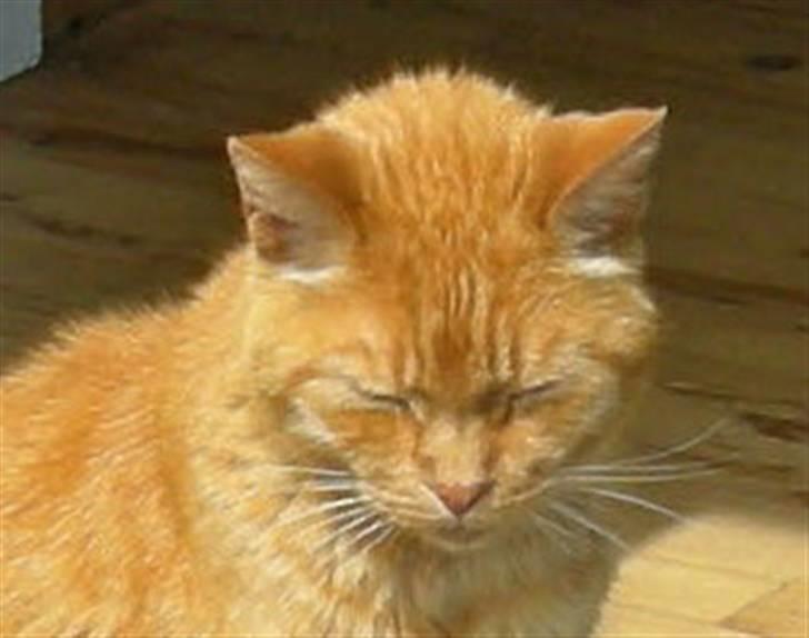 Huskat Puma - hendes smukke hoved billede 2