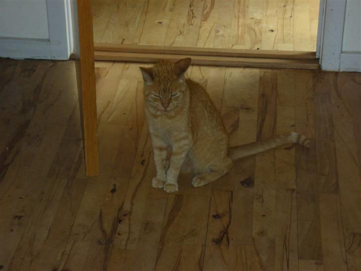 Huskat Puma - Puma i køkkenet billede 3