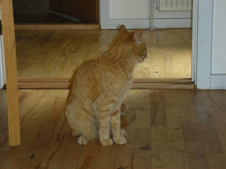 Huskat Puma - uhh det klør billede 4