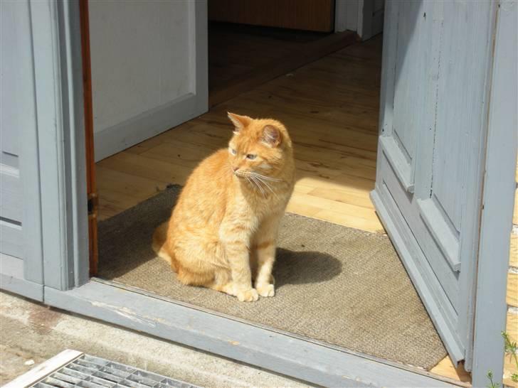 Huskat Puma - holder vagt billede 5