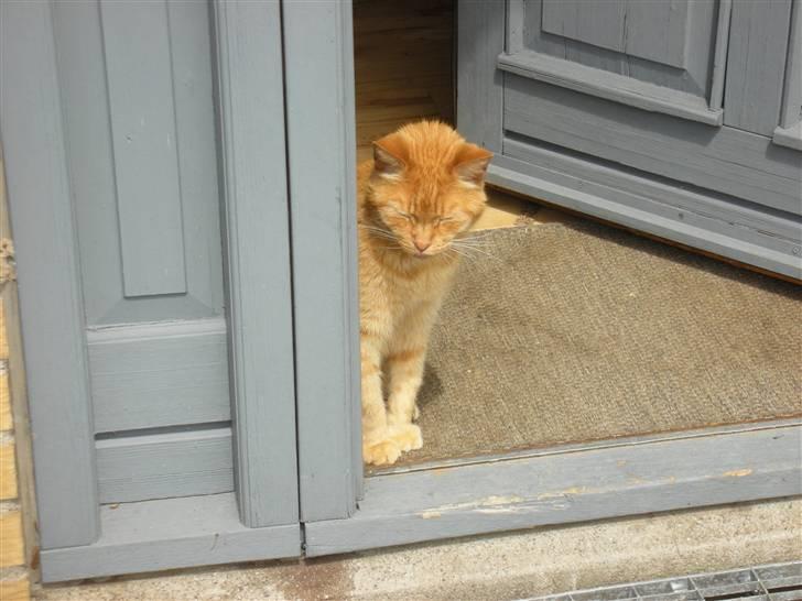 Huskat Puma - jeg kigger efter dig billede 6