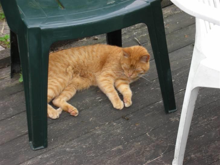 Huskat Puma - uhh dejligt at ligge i solen billede 7