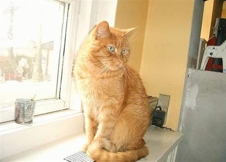 Huskat Puma - smuk som en hunløve billede 8