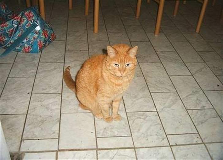 Huskat Puma - Hej med dig billede 9