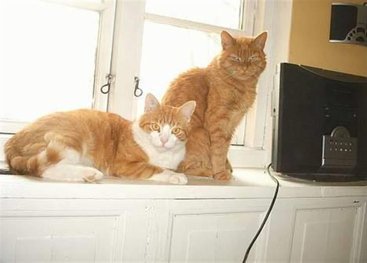 Huskat Puma - Filur og Puma billede 10