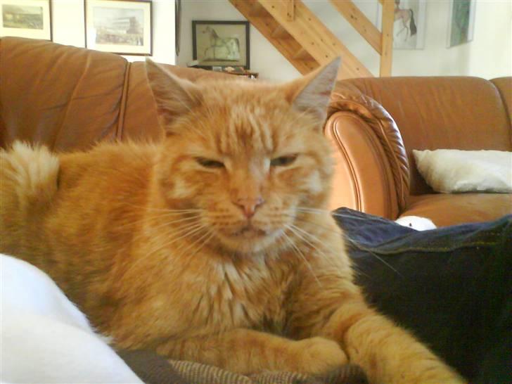 Huskat Puma - Slapper lidt i sofaen billede 11