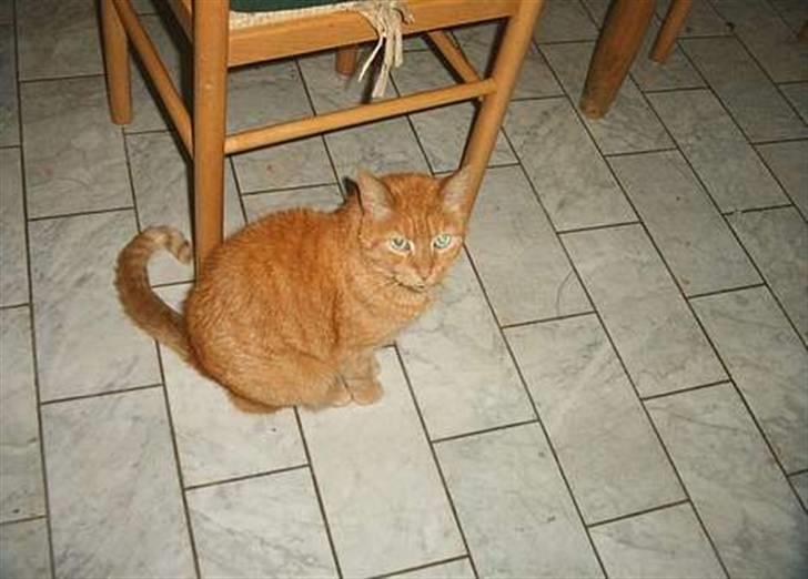 Huskat Puma - hej igen billede 12